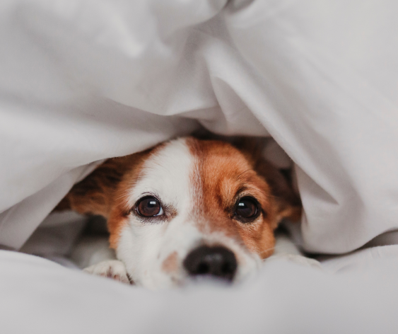 Home Heating Dog 